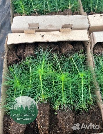 Сеянцы зкс Сосна Ель Лиственница окс Голуб Горн