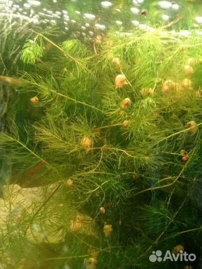 Водоросли для аквариума