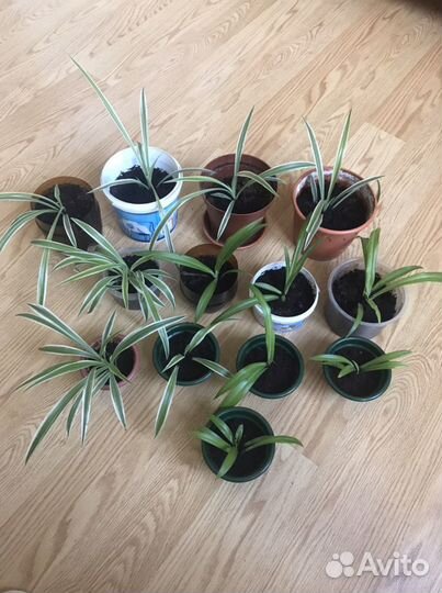 Комнатные растения