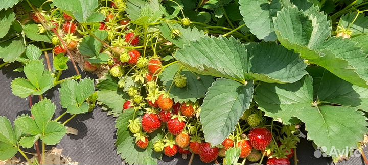 Усы клубники