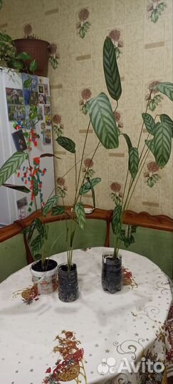 Комнатные цветы