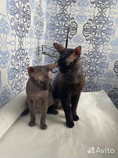 Котята сфинкс