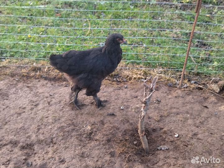 Молодые петушки