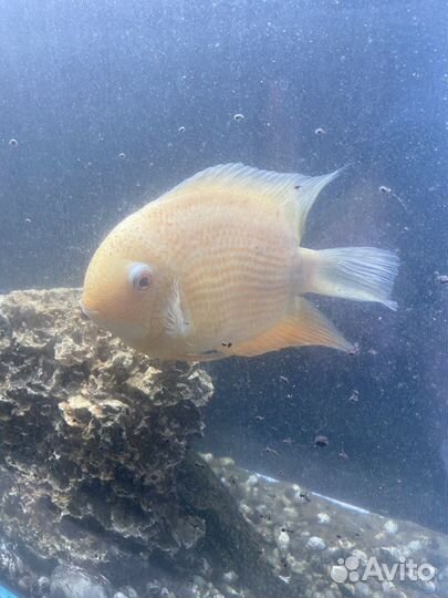 Аквариум с рыбами