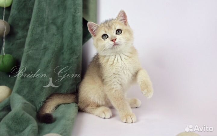 Британский кот голубое золото