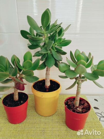 Толстянка Красула денежное дерево