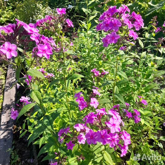 Саженцы Флоксы