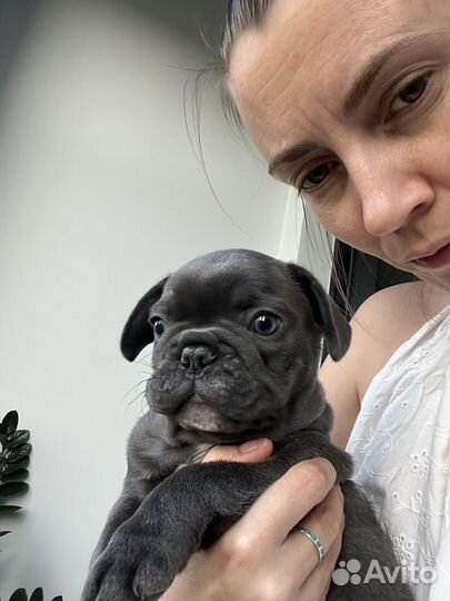 Французский бульдог мальчик