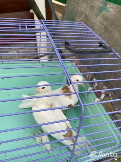 Продажа голубей