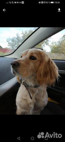 Русский спаниель