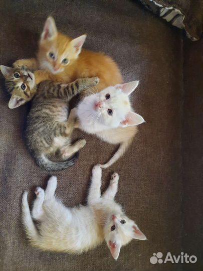 Котята в добрые руки