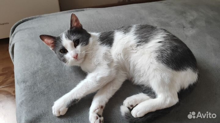 Котик в добрые руки