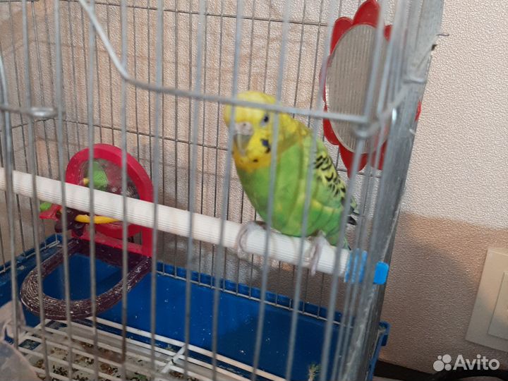 Попугай девочка