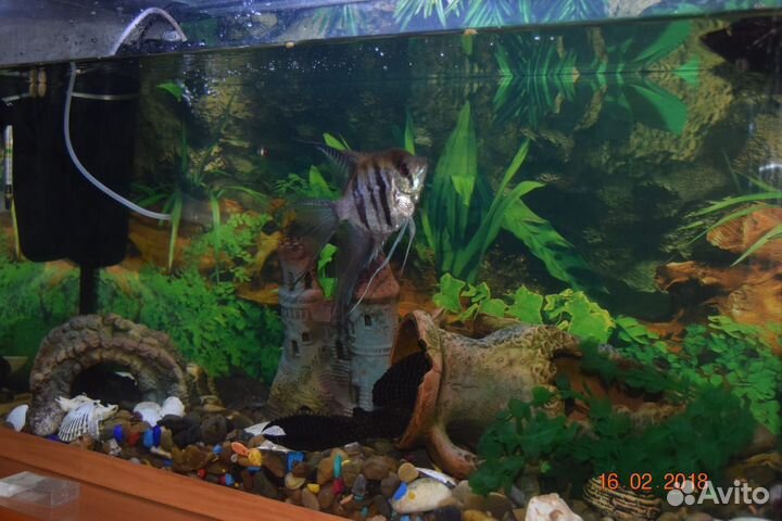 Аквариум