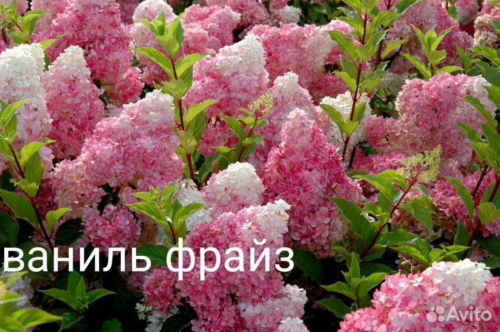 Гортензия метельчатая черенки