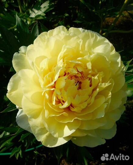 Пион бартзелла