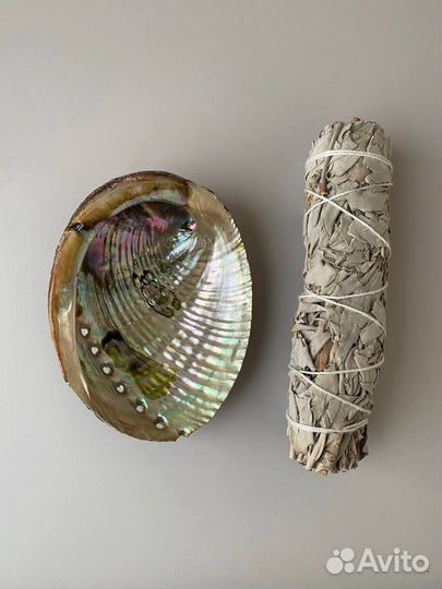 Раковина Абалон и Калифорнийский шалфей