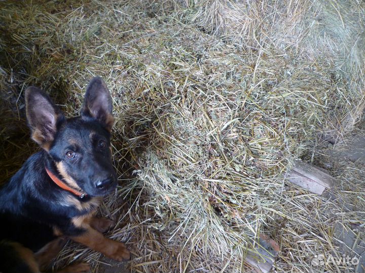 Солома. Сено Люцерна. Рептух. Беспл доставка