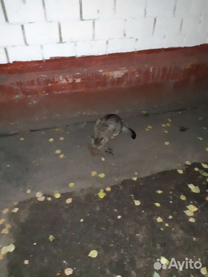 Кот потеряшка