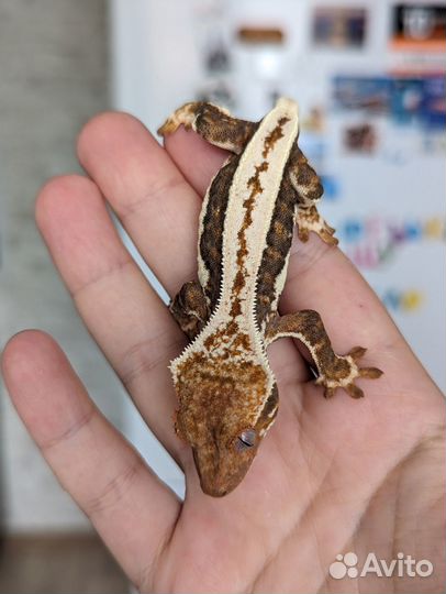 Реснитчатый бананоед