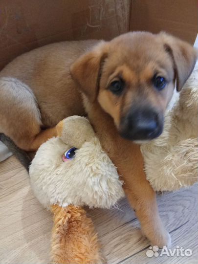 Красавица Нора