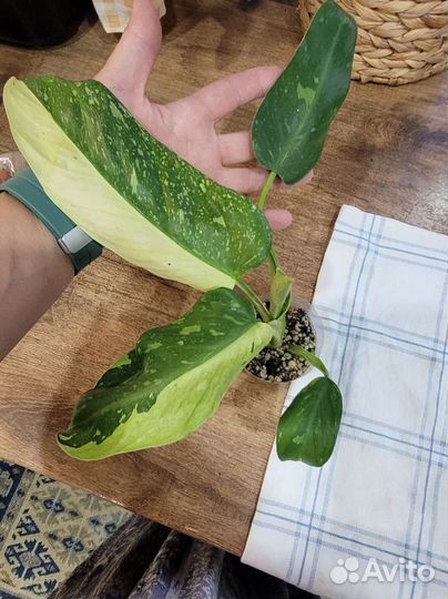 Филодендрон хосе буэно Имбе уайт марбл