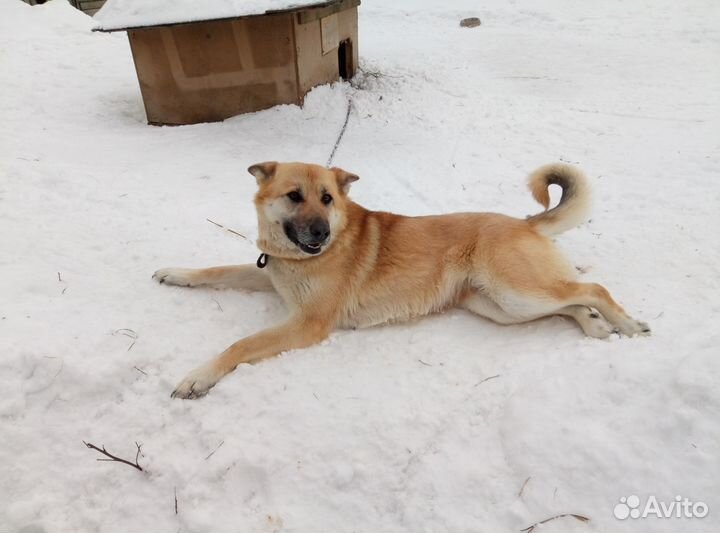 Лисичка ждет хозяев