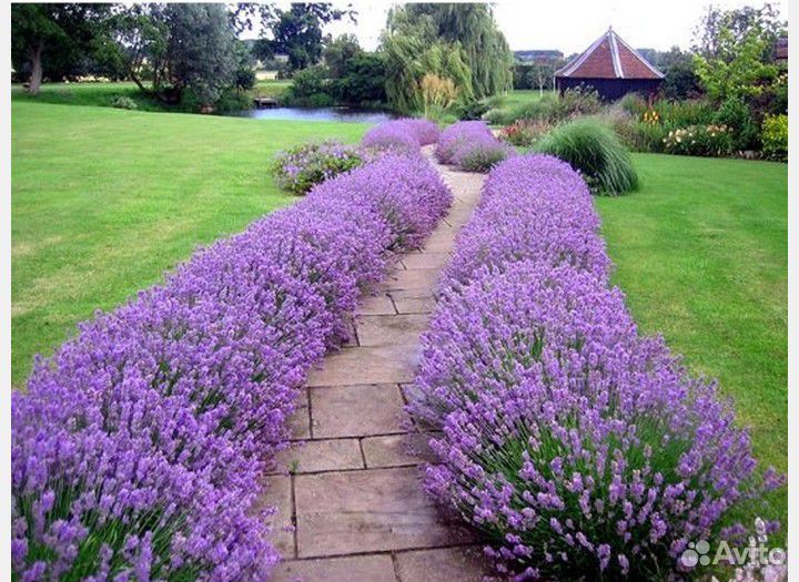 Лаванда синева