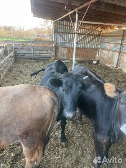 Телки с откорма