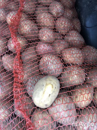 Картофель домашний