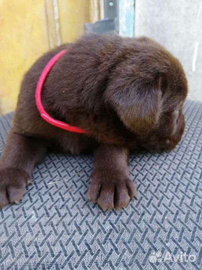 Щенки лабрадора