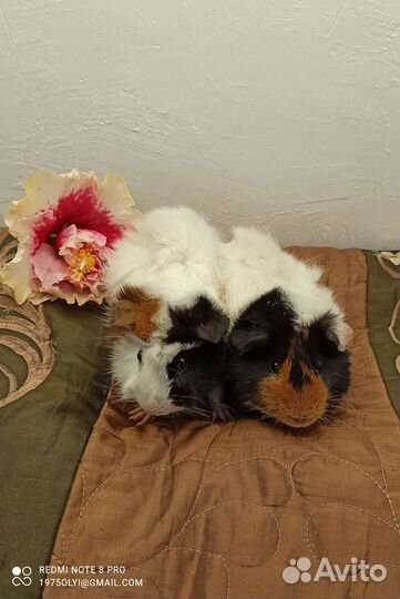 Морская свинка(мальчик)