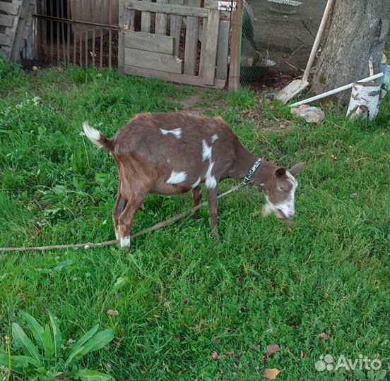 Молодые козы