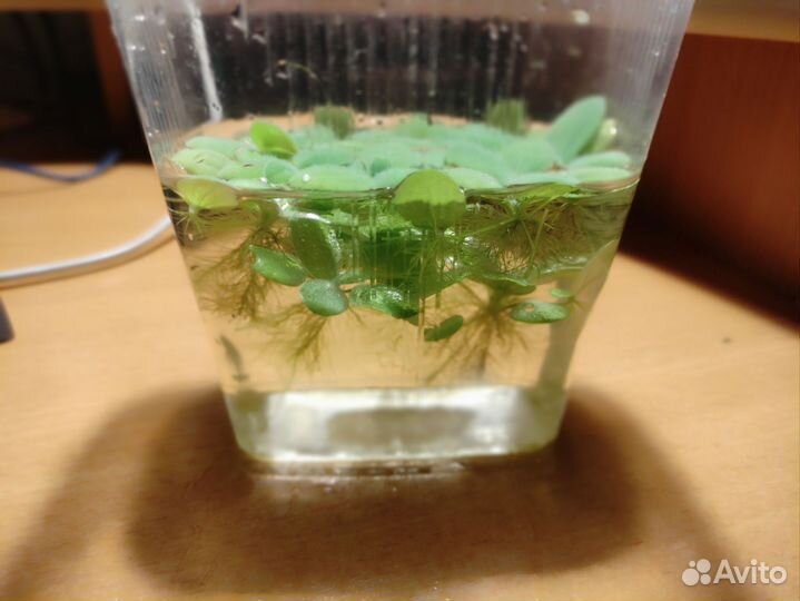 Растение для аквариума пистия