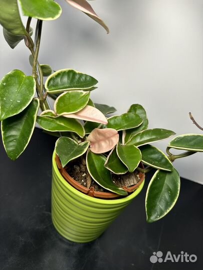 Хойя кримсон квин