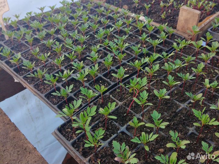 Рассада бархатцы
