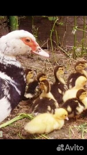 Утята подрощенные шипунята