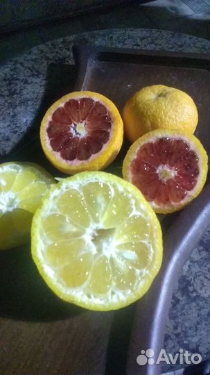 Лимон Мейер урожайный в Курске