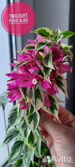 Коллекция Бугенвиллий