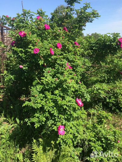 Роза морщинистая (роза ругоза), шиповник