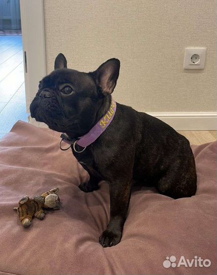 Ошейник для собаки с адресником