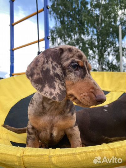 Такса мраморная миниатюрная