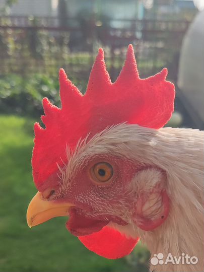 Петухи молодые породистые