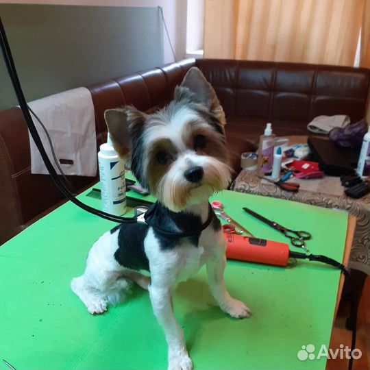 Стрижка собак