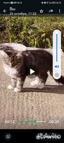 Котята в добрые руки бесплатно