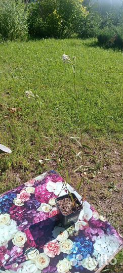 Тысячелистник птармика