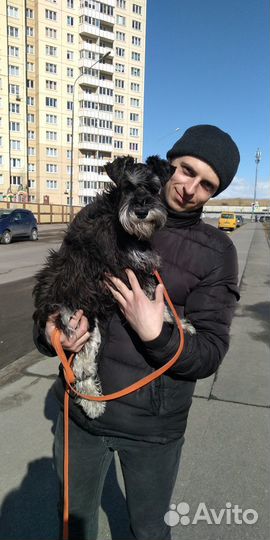 Дрессировка собак