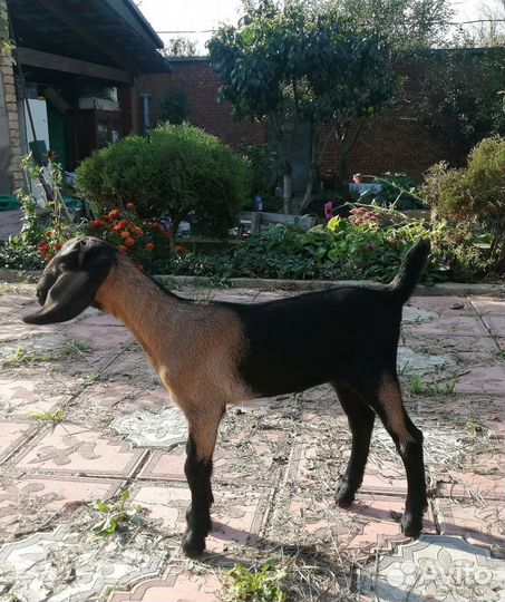 Козочки англо-нубийские