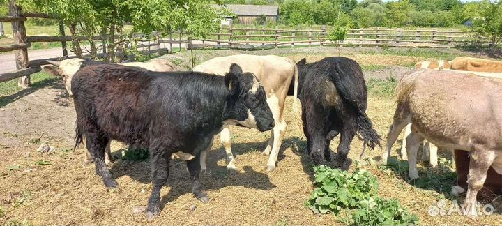 С Бычки разных пород от 1 до 12 мес