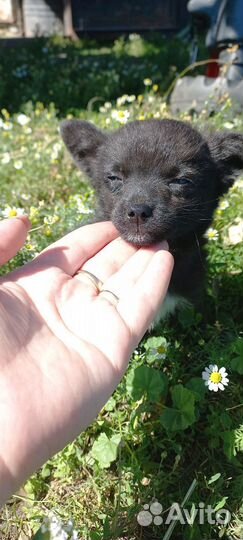Щенок в добрые руки бесплатно маленькая порода